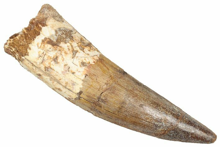Real Fossil Spinosaurus Tooth - Large Dinosaur Tooth #351638
